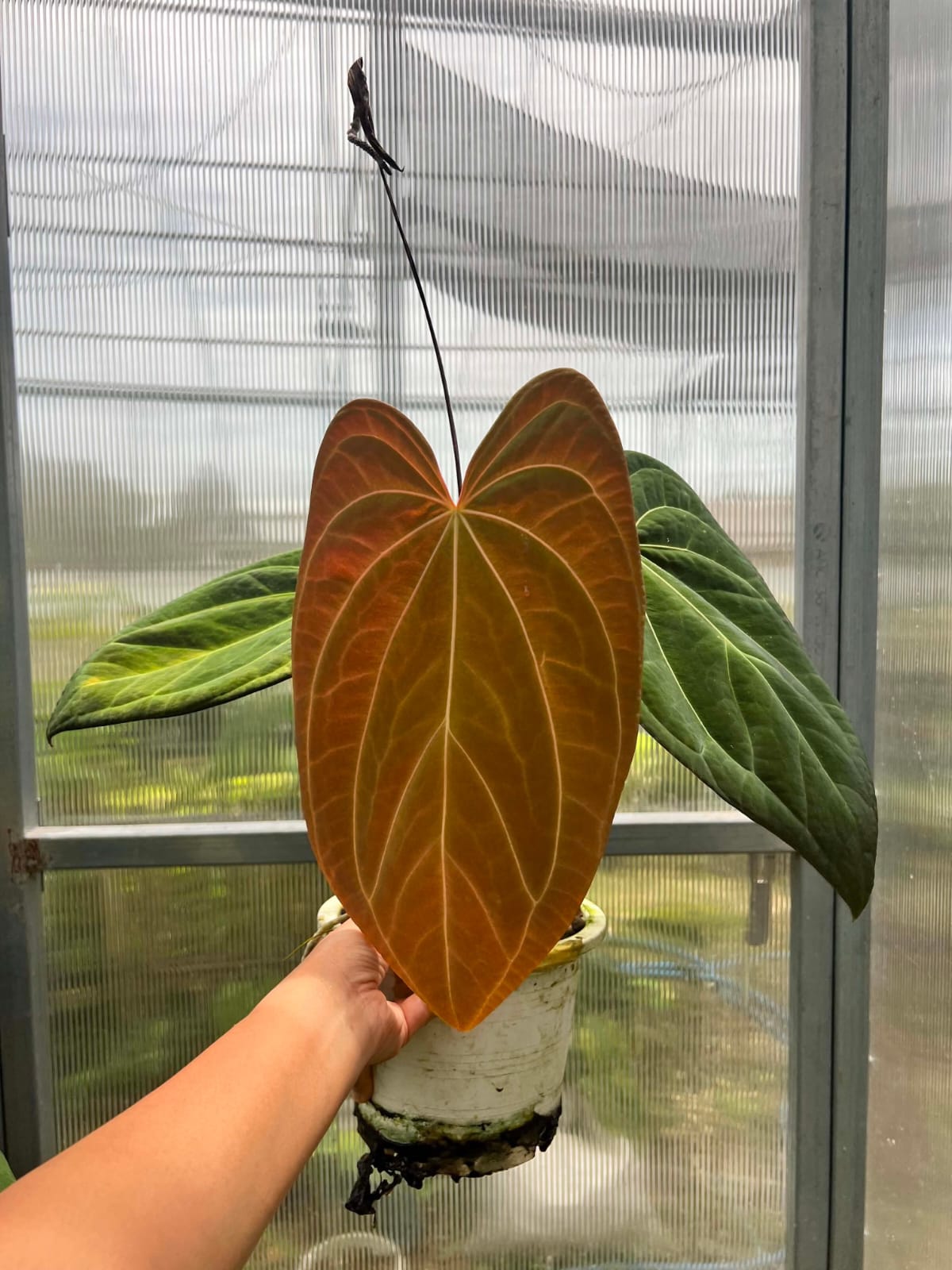 Anthurium AOS Hybrid (Large) - Pre Order