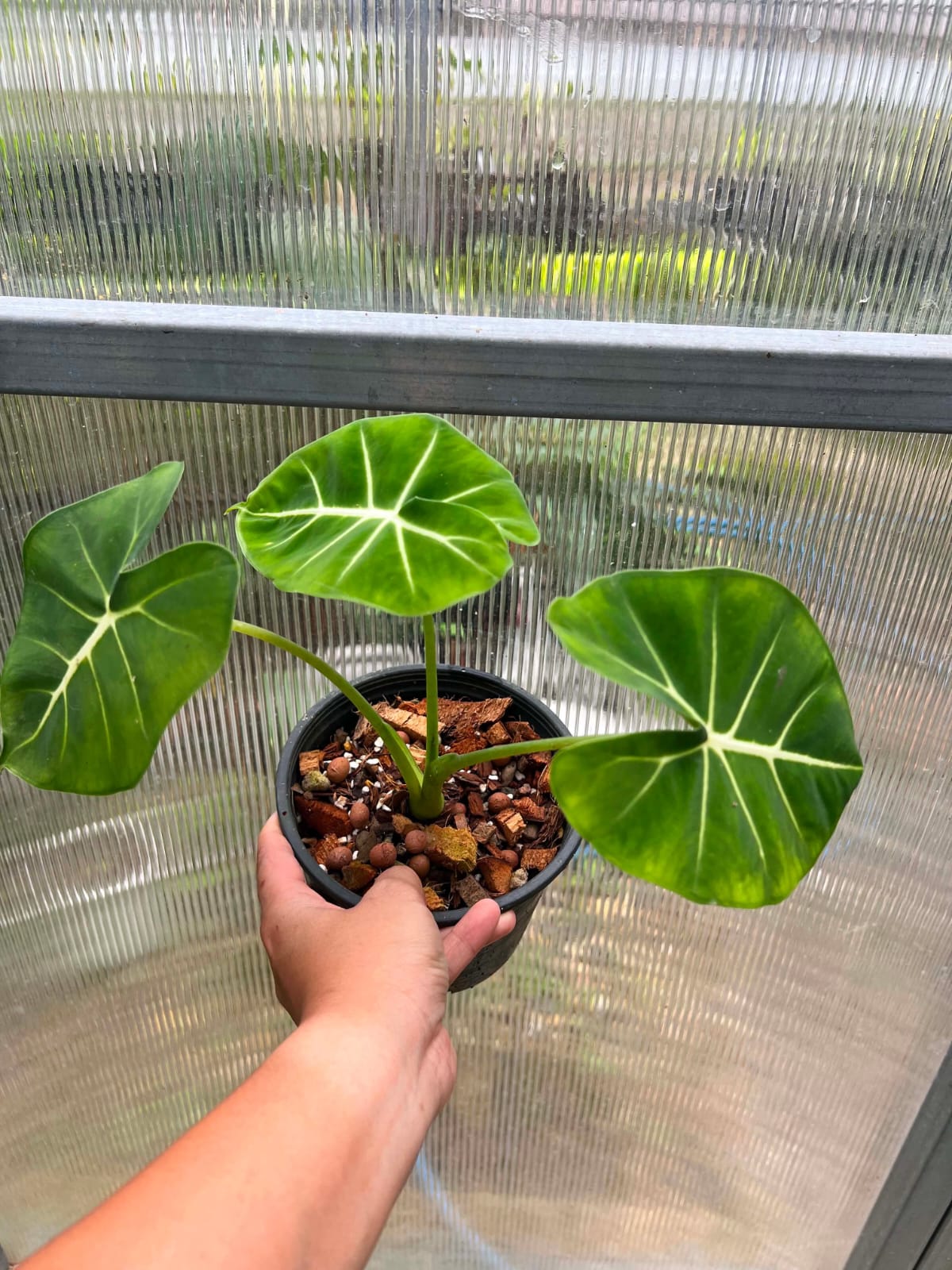 Alocasia Round Form - Pre Order