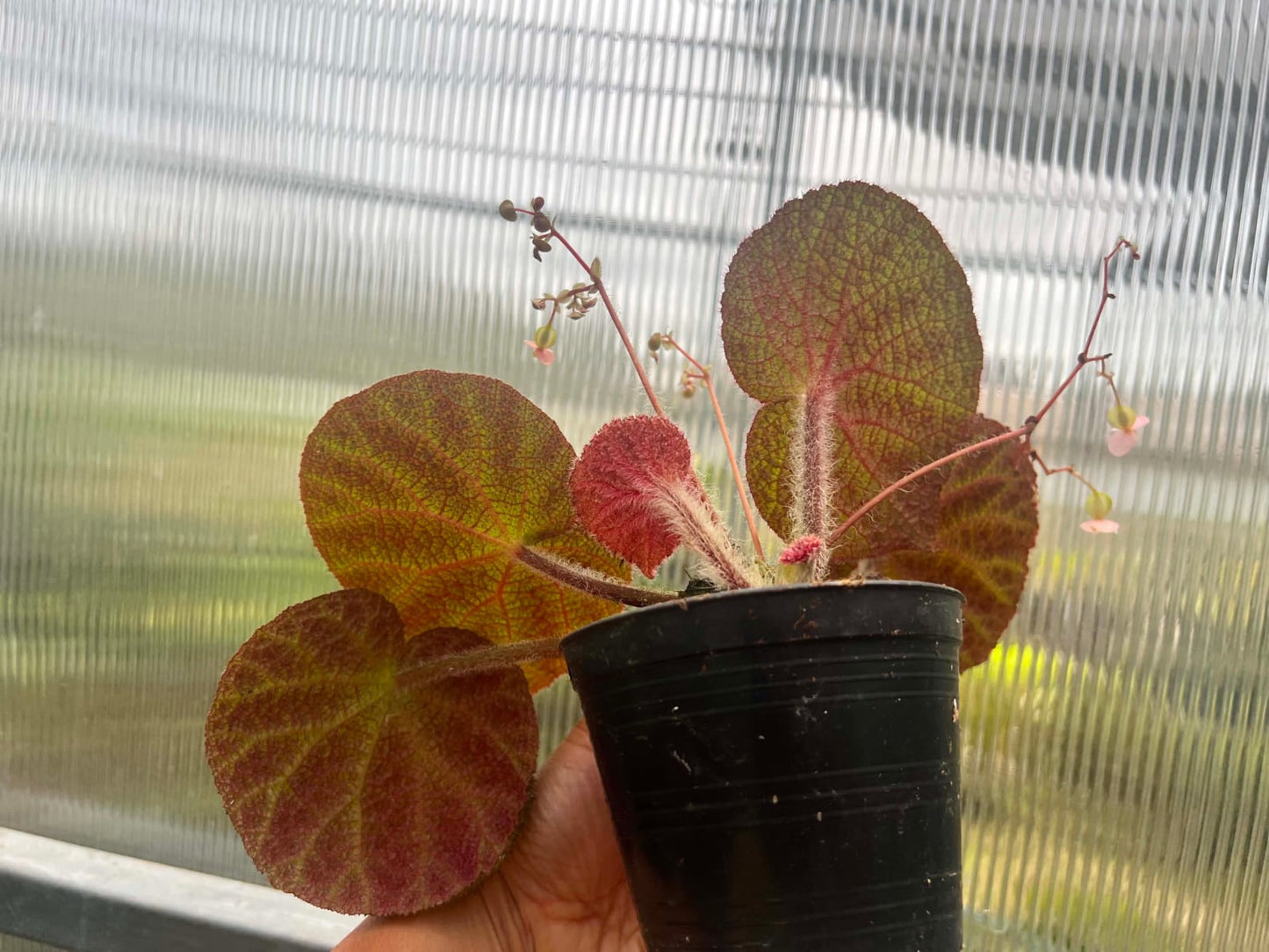 Begonia Hybrid A2 - Pre Order