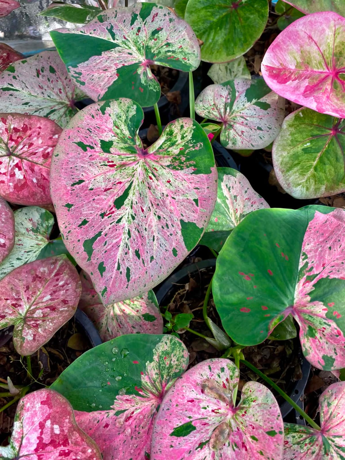 Caladium Pre-Order-C046