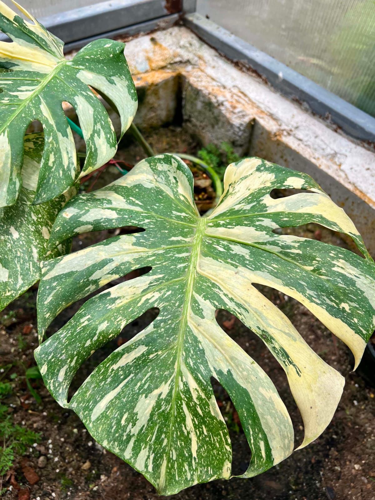 Monstera Thai Constellation - Pre Order