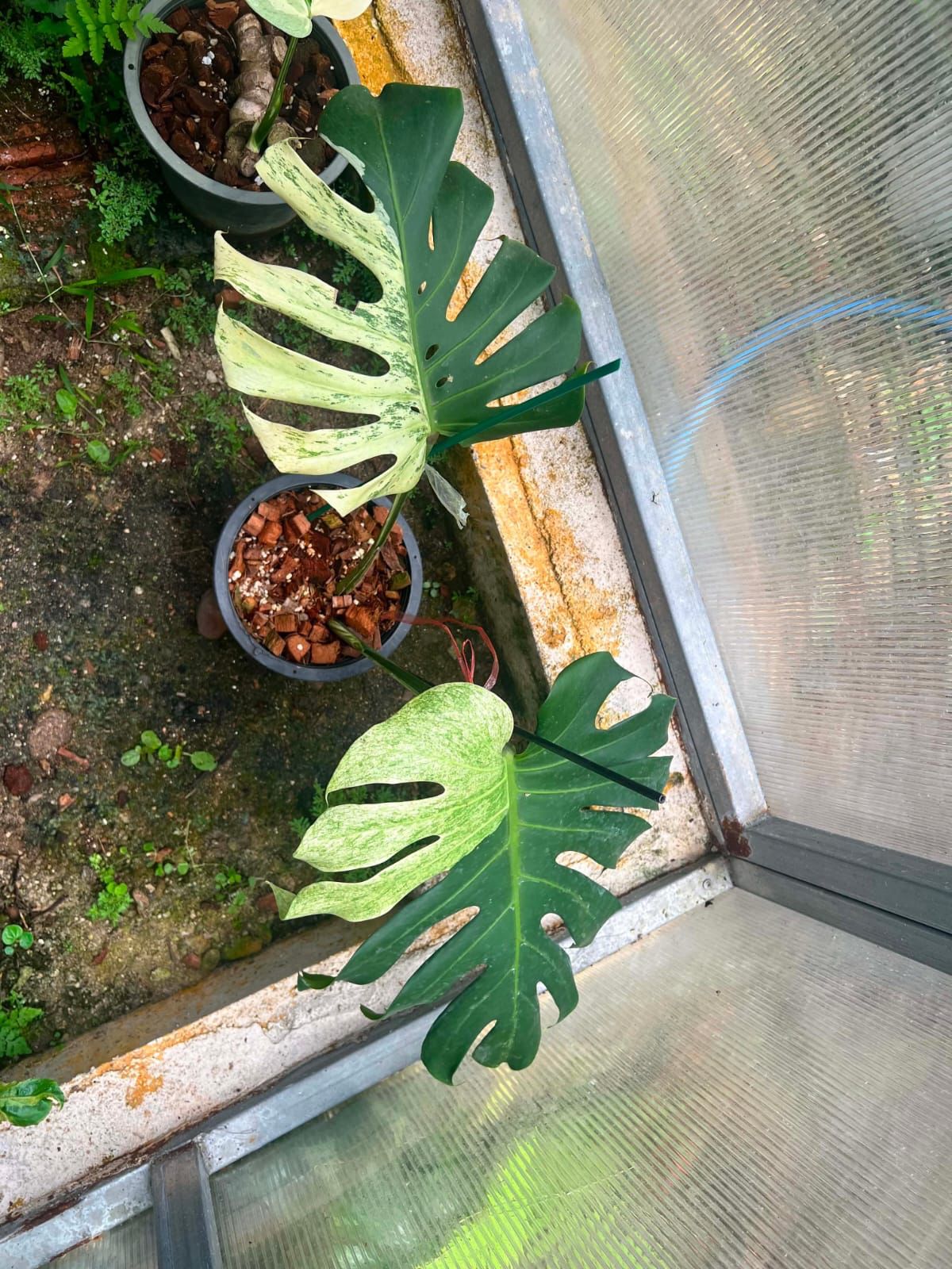 Monstera White Tear B - Pre Order