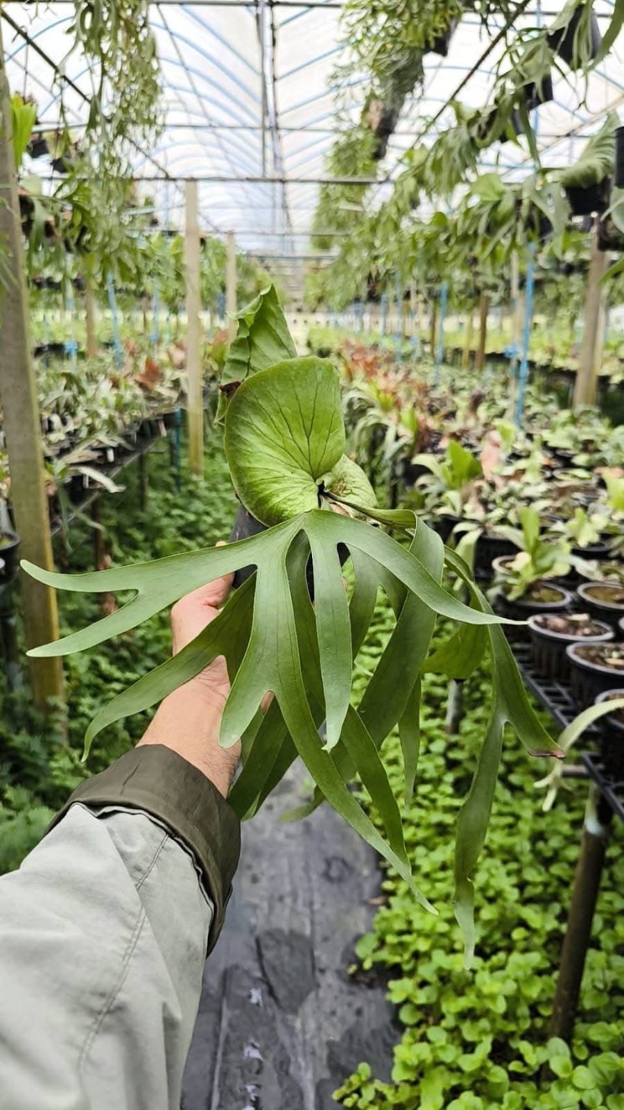 Platycerium Coronarium Lulu - Pre Order