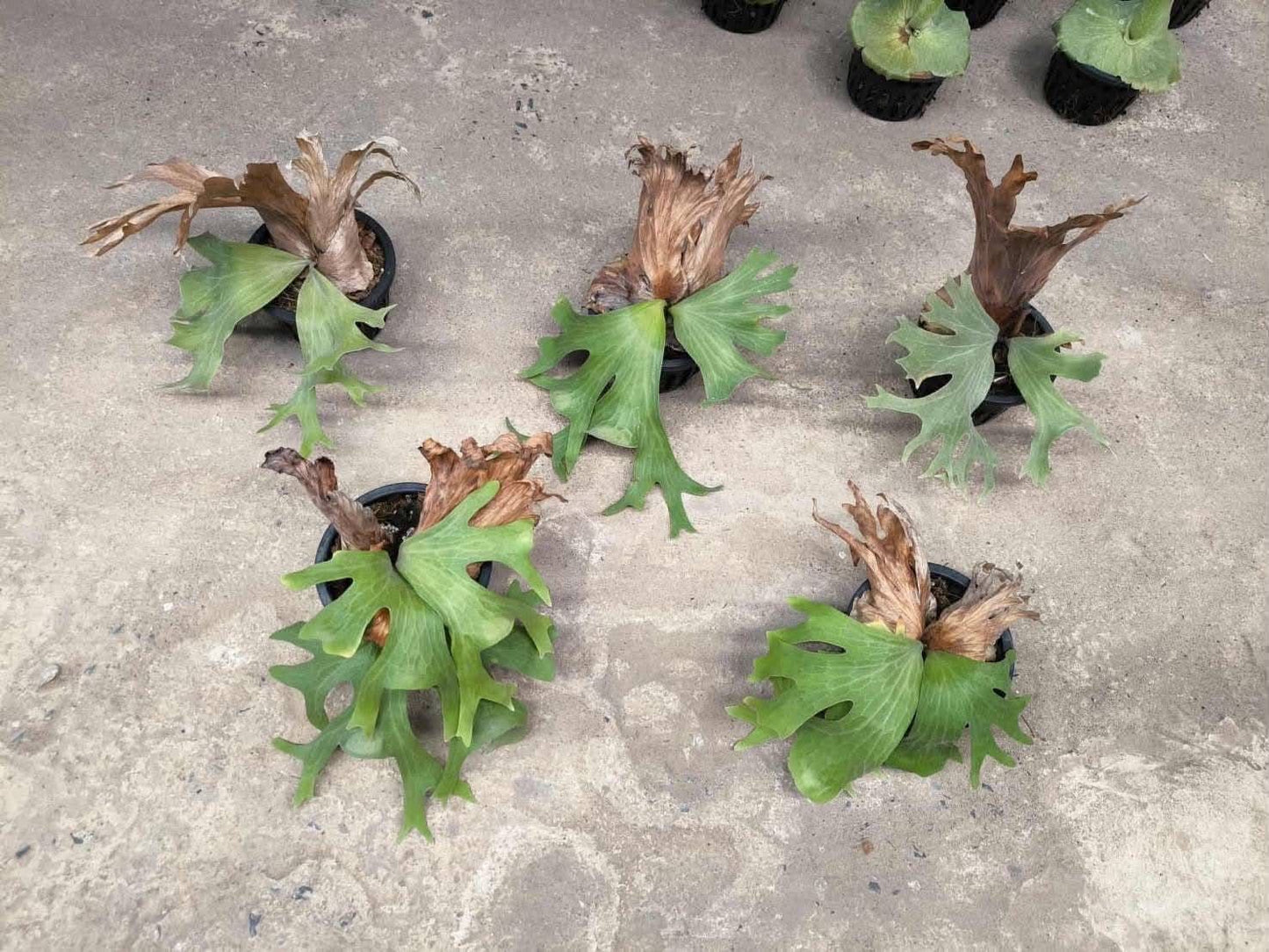 Platycerium Wallichii - Pre Order