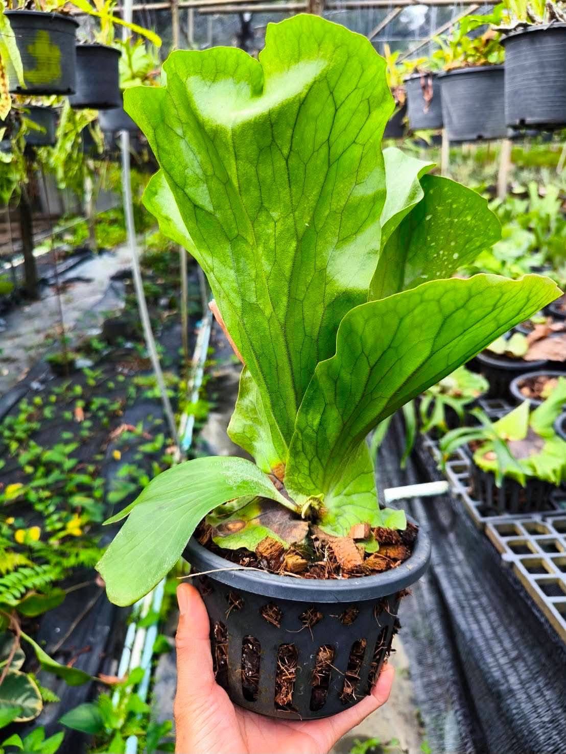 Platycerium Neptune - Pre Order