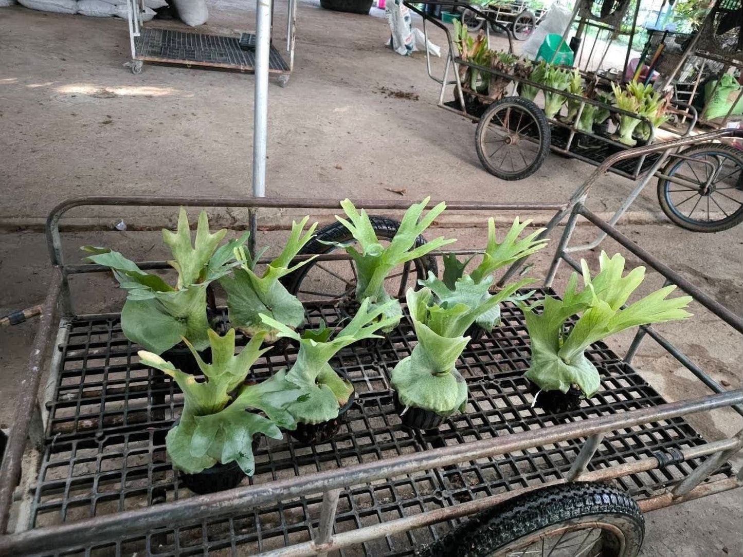 Platycerium Holttumii - Pre Order