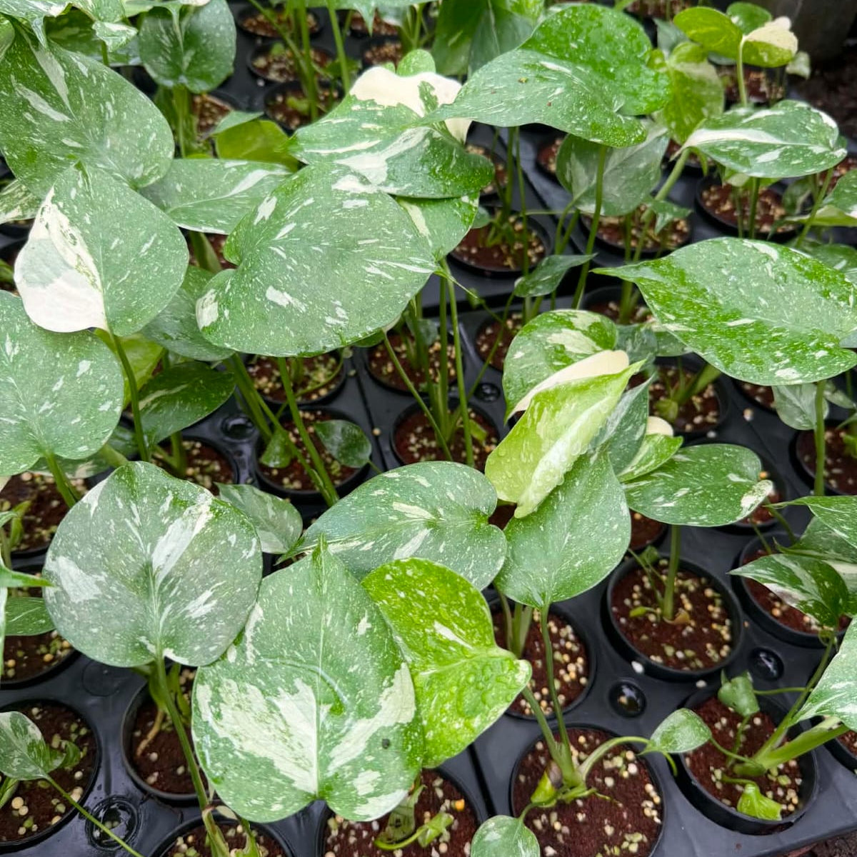 Monstera Thai Constellation (Small) - Pre Order
