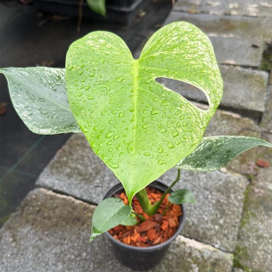 Monstera Devil Monster - Pre Order