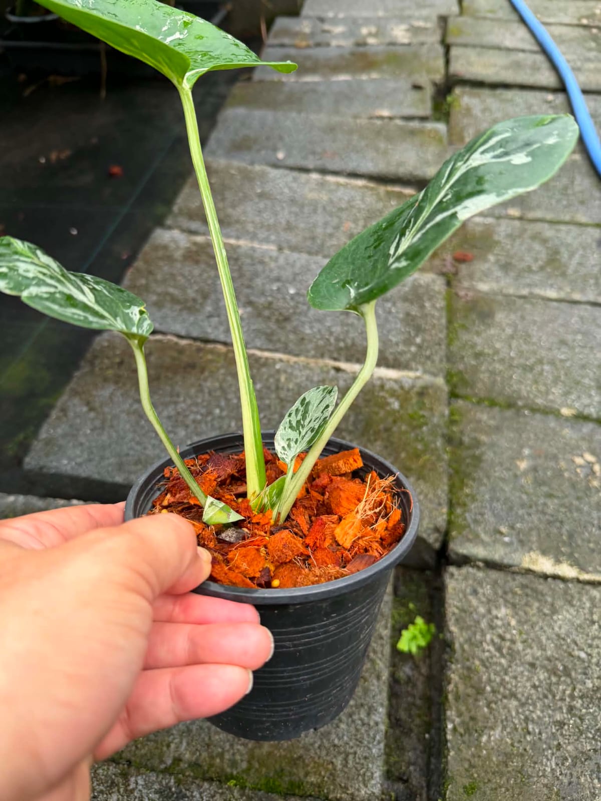 Monstera Bulbasaur - Pre Order