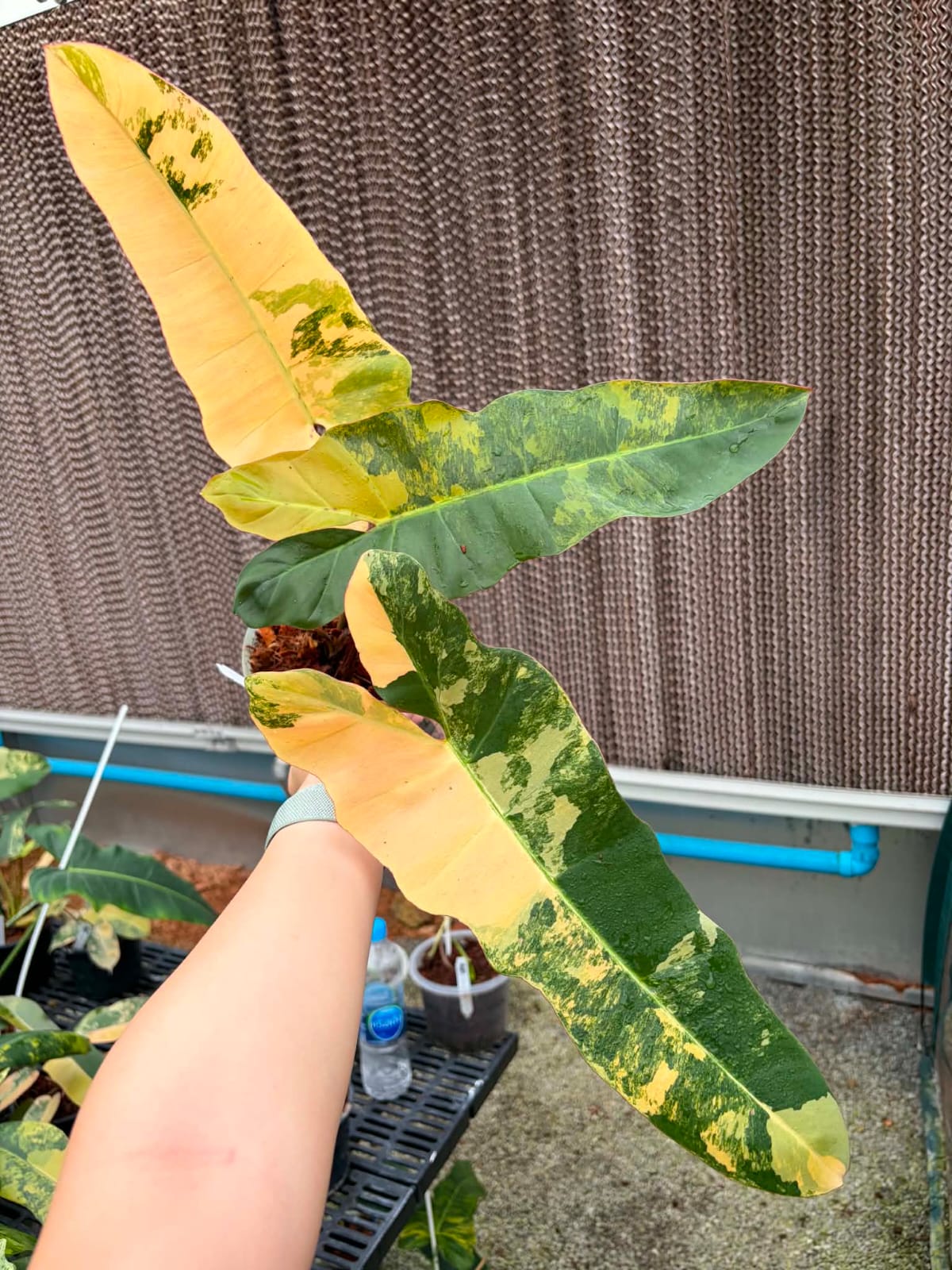 Philodendron FMY x Black Bilietiae B - Pre Order