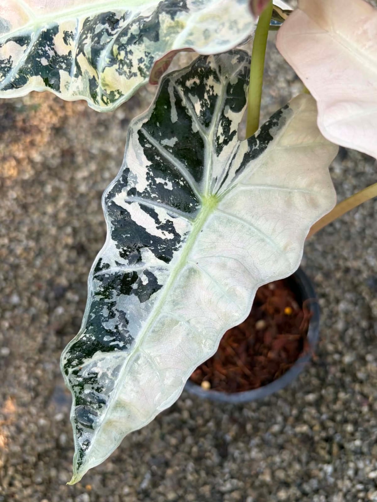 Alocasia Amazonica Albo/Pink - Pre Order