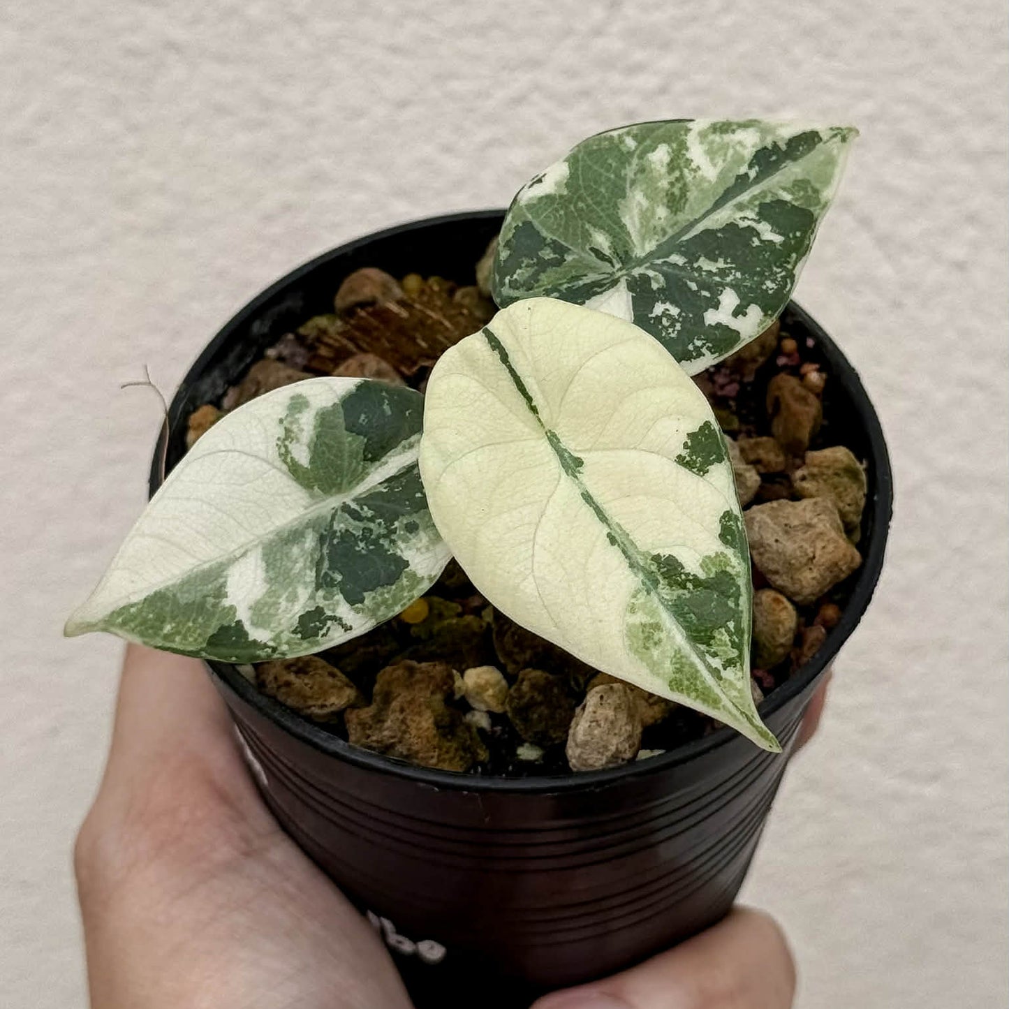 Alocasia Maharani Albo A - Pre Order