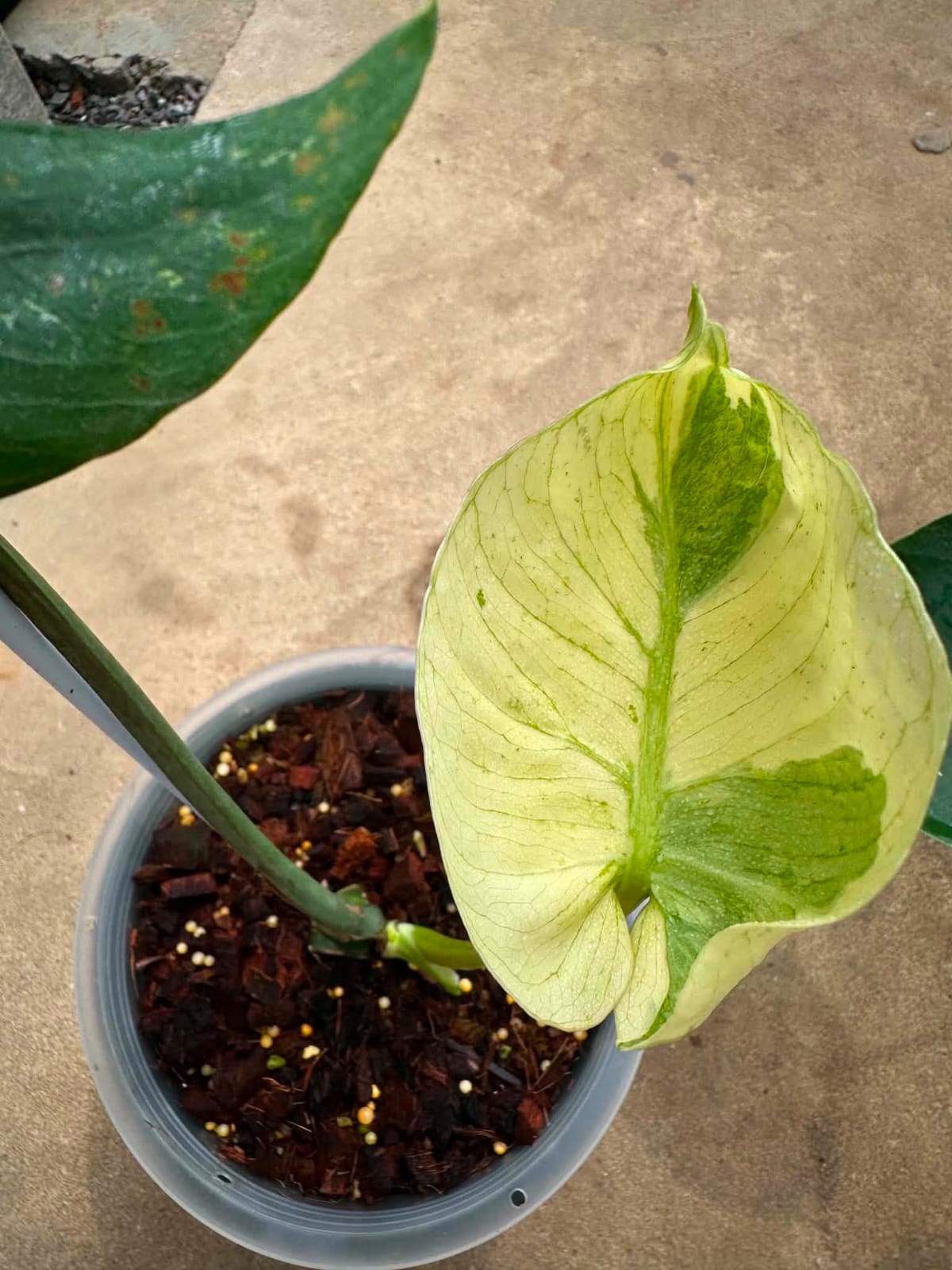 Monstera Siam Mint A - Pre Order