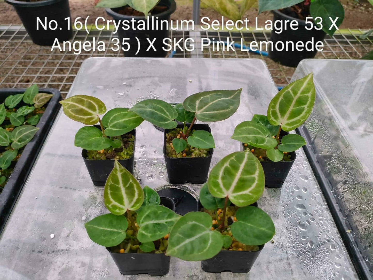 No.16 Anthurium (Crystallinum Select Lagre 53 X Angela 35 ) X SKG Pink Lemonede (Seedling)