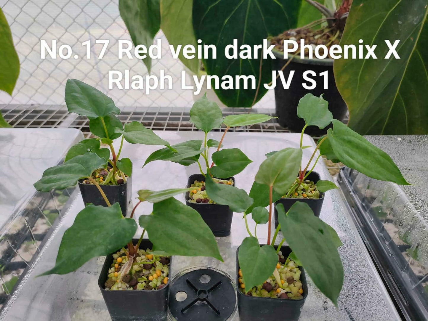 No.17 Anthurium Red Vein Dark Phoenix X Rlaph Lynam JV S1 (Seedling)
