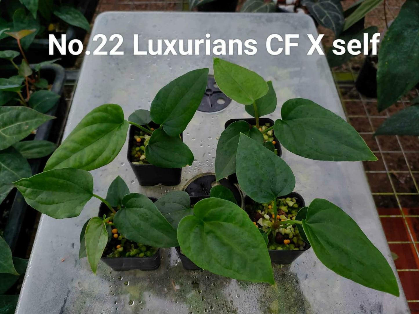 No.22 Anthurium Luxurians CF X Self (Seedling)