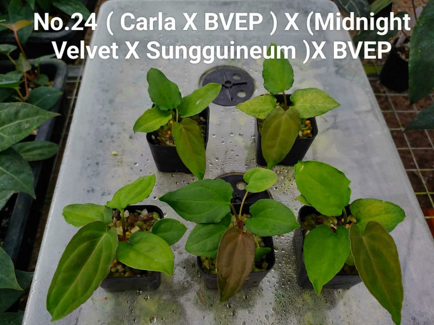 No.24 Anthurium (Carla X BVEP ) X (Midnight Velvet X Sungguineum)X BVEP (Seedling)