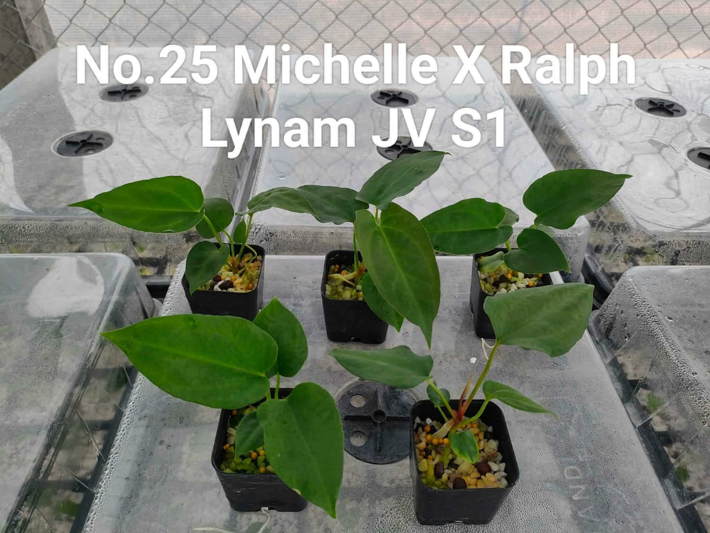No.25 Anthurium Michelle X Ralph Lynam JV S1 (Seedling)