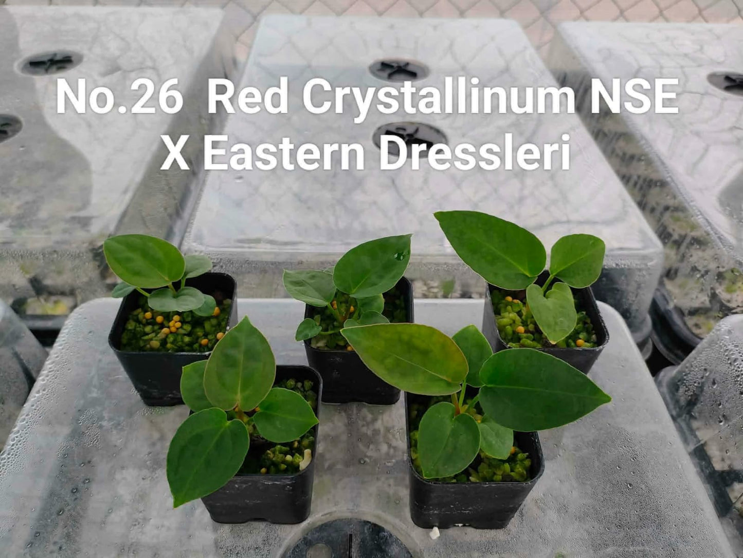No.26 Anthurium Red Crystallinum NSE X Eastern Dressleri (Seedling)