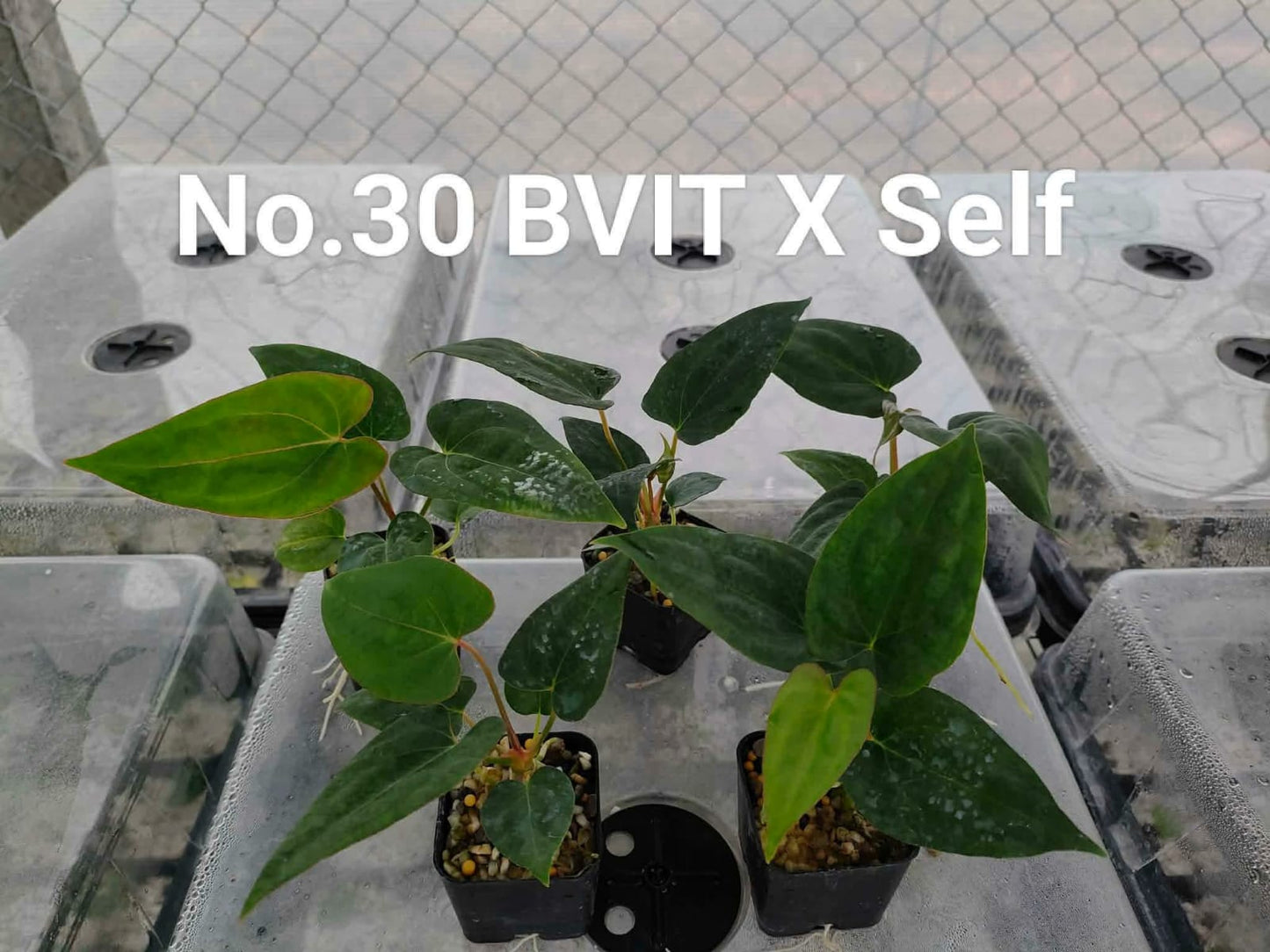 No.30 Anthurium BVIT X Self (Seedling)
