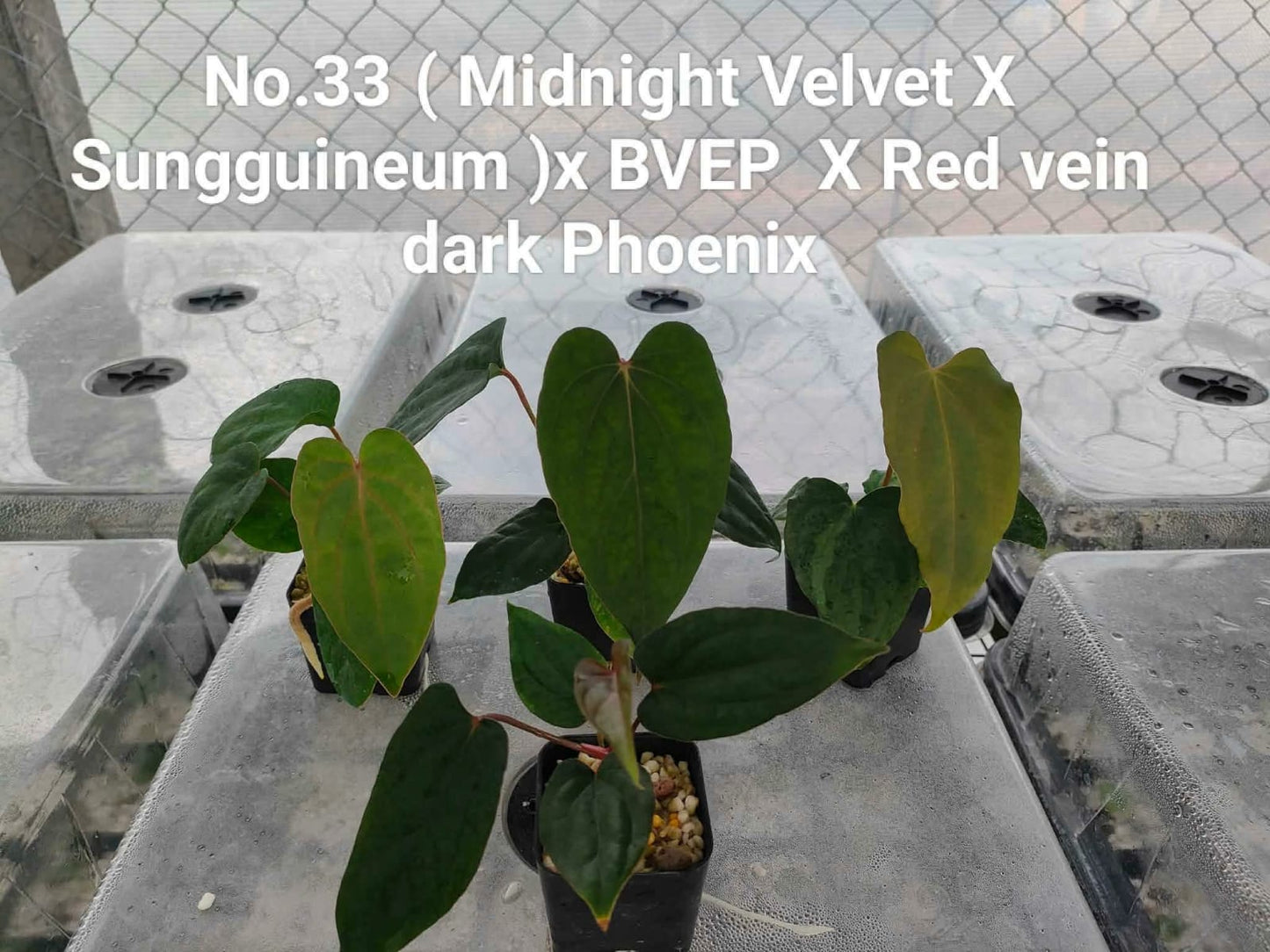 No.33 Anthurium (Midnight Velvet X Sungguineum )x BVEP X Red Vein Dark Phoenix (Seedling)