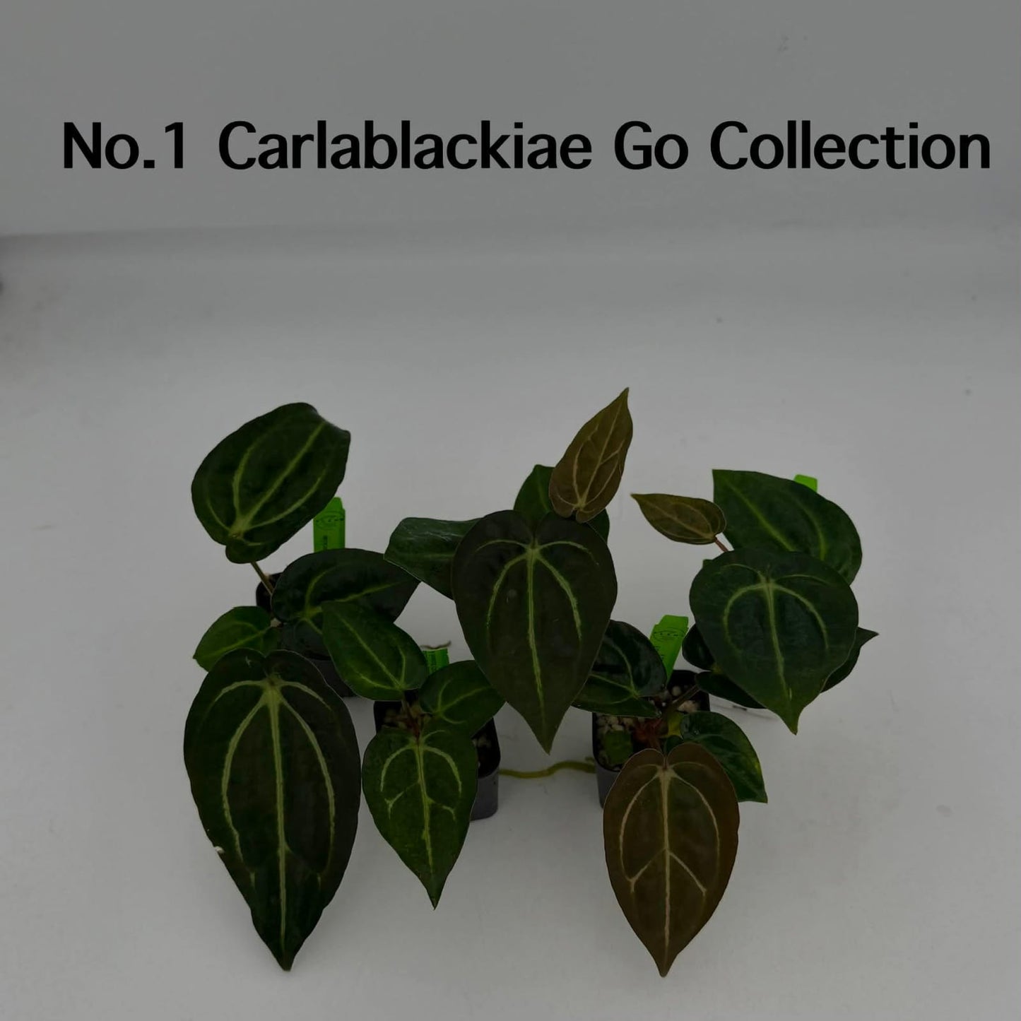 No.1 Anthurium Carlablackiae GO Collection (Seedling)
