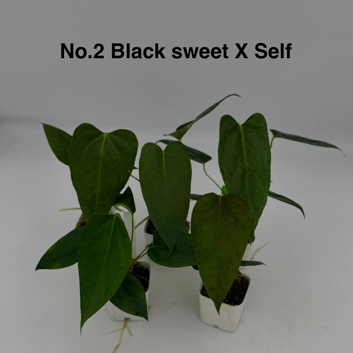 No.2 Anthurium Black Sweet X Self (Seedling)