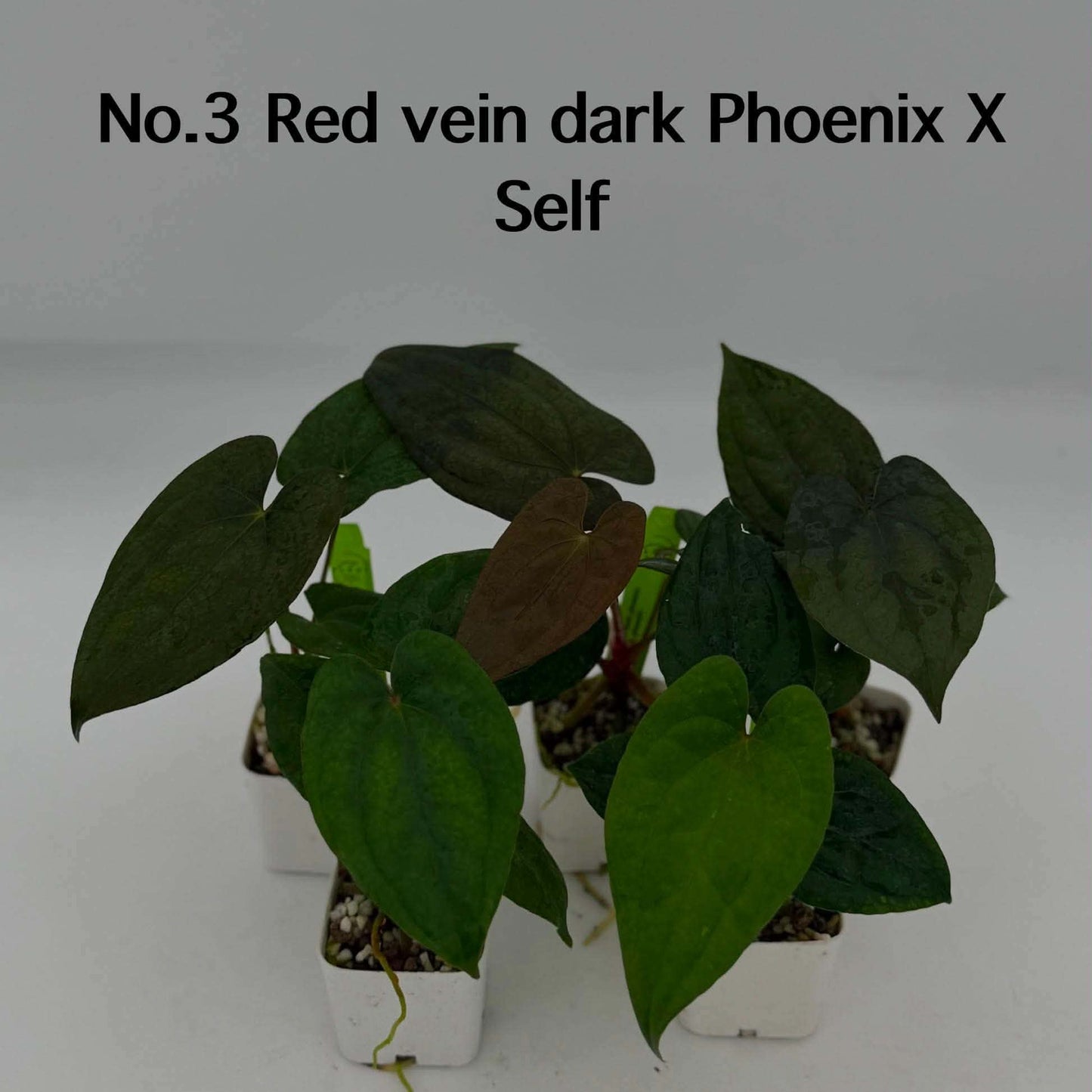 No.3 Anthurium Red Vein Dark Phoenix X Self (Seedling)