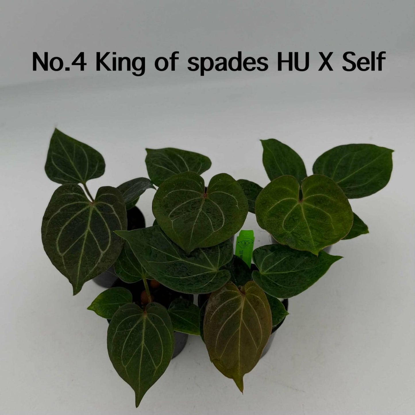No.4 Anthurium King of Spades HU X Self (Seedling)