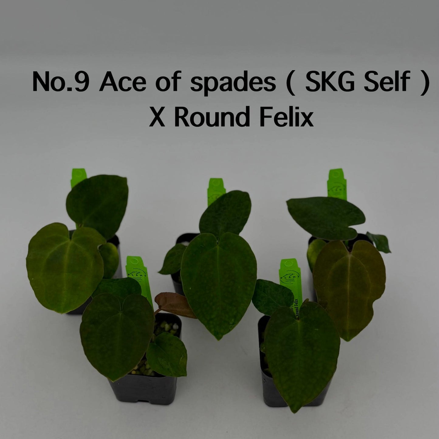 No.9 Anthurium Ace of Spades ( SKG Self ) X Round Felix (Seedling)