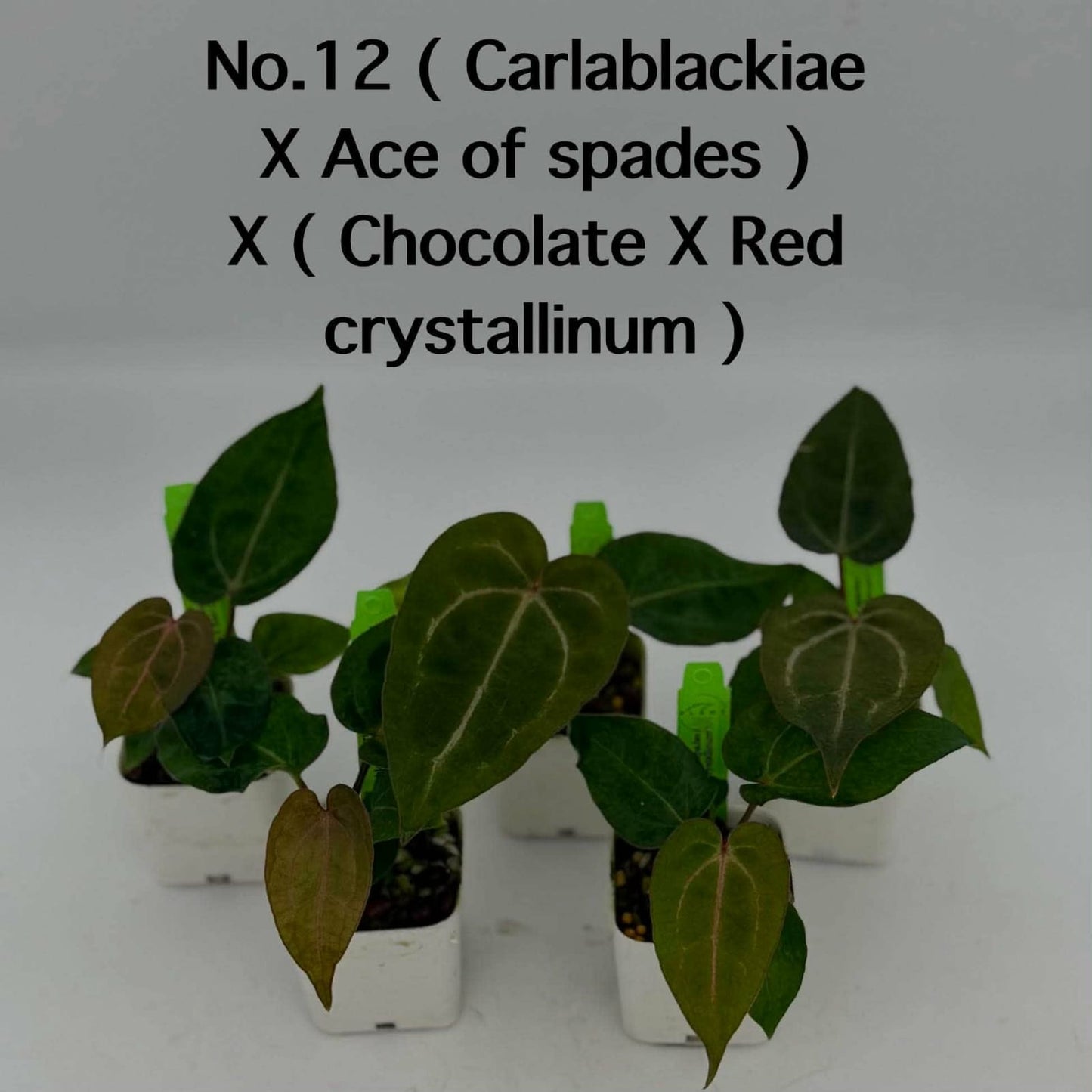 No.12 Anthurium (Carlablackiae X Ace of Spades) X (Chocolate X Red Crystallinum) (Seedling)
