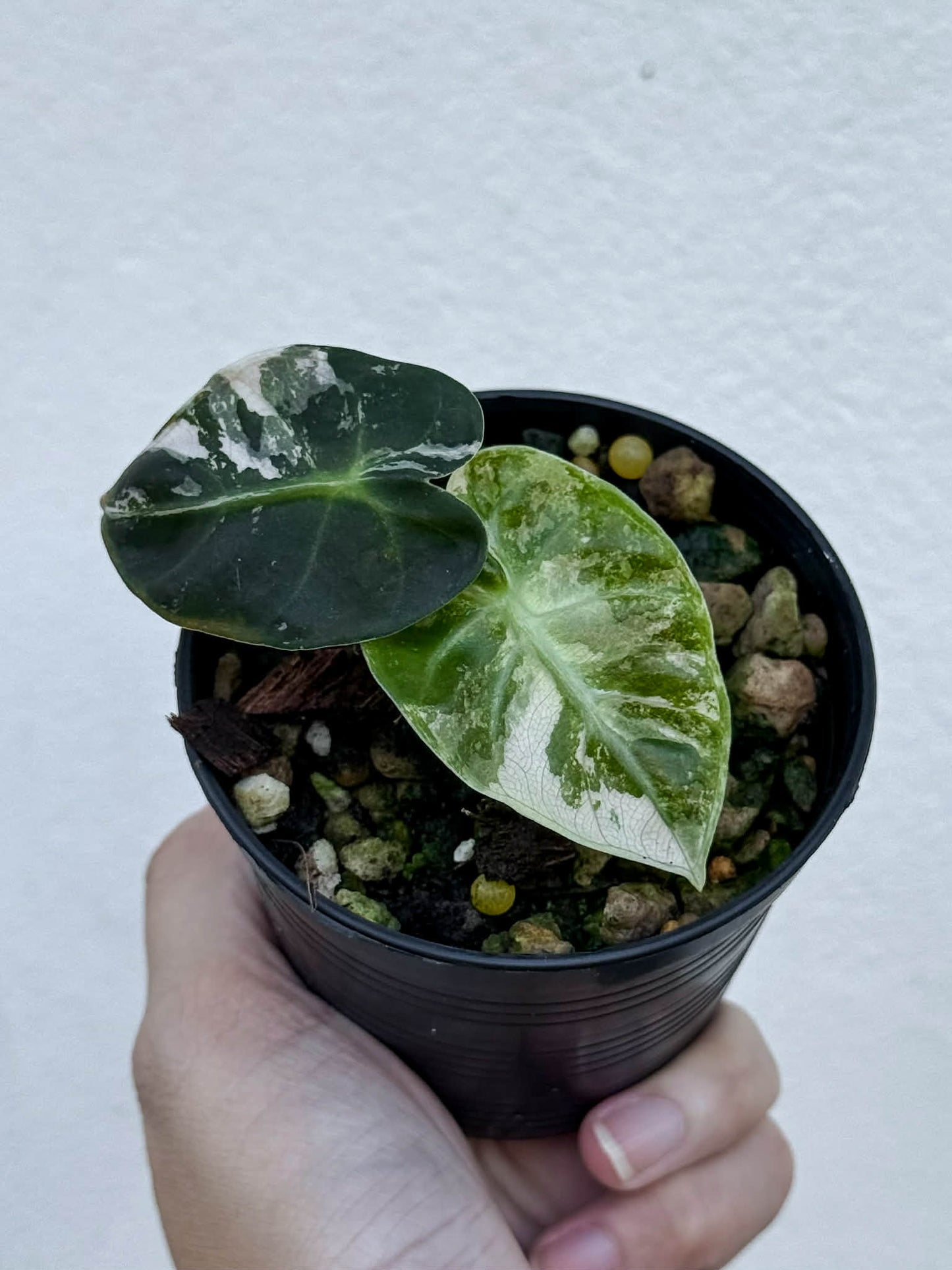 Alocasia Heart Ballon Pink - Pre Order