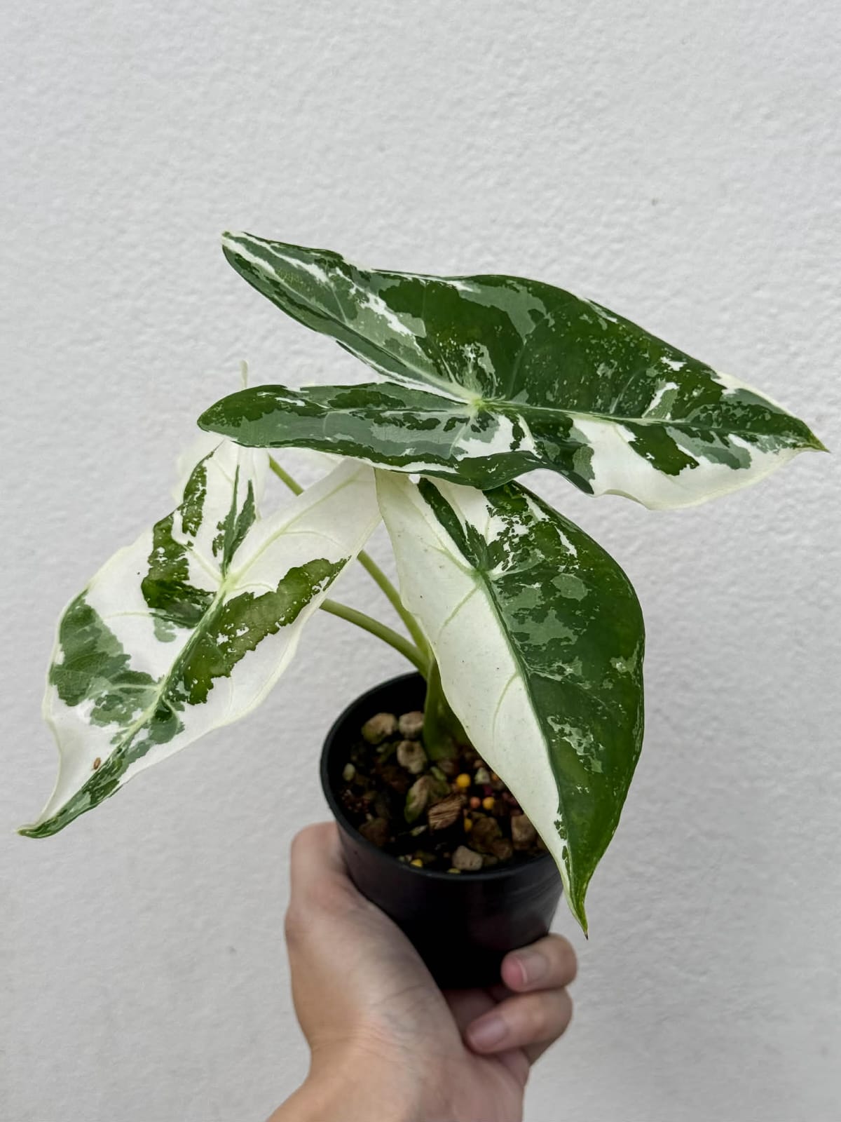 Alocasia Longiloba Albo Pink Back- Pre Order