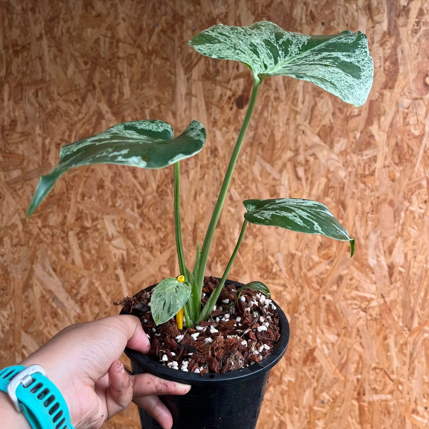 Monstera Bulbasaur C - Pre Order