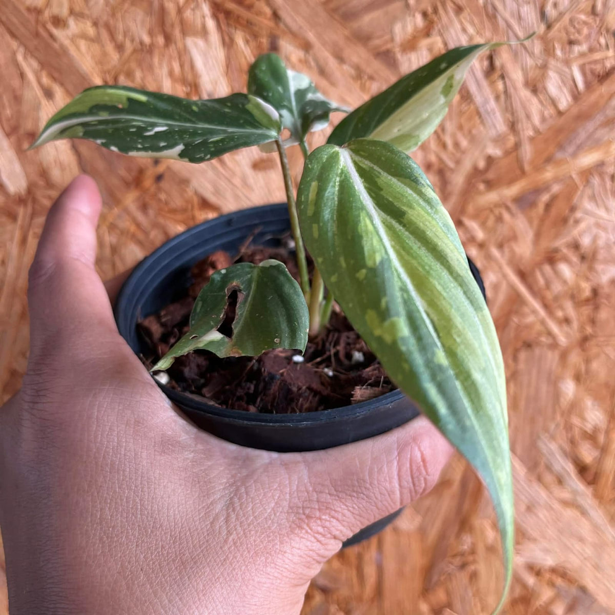 Philodendron Gloriosum Tricolor- Pre Order