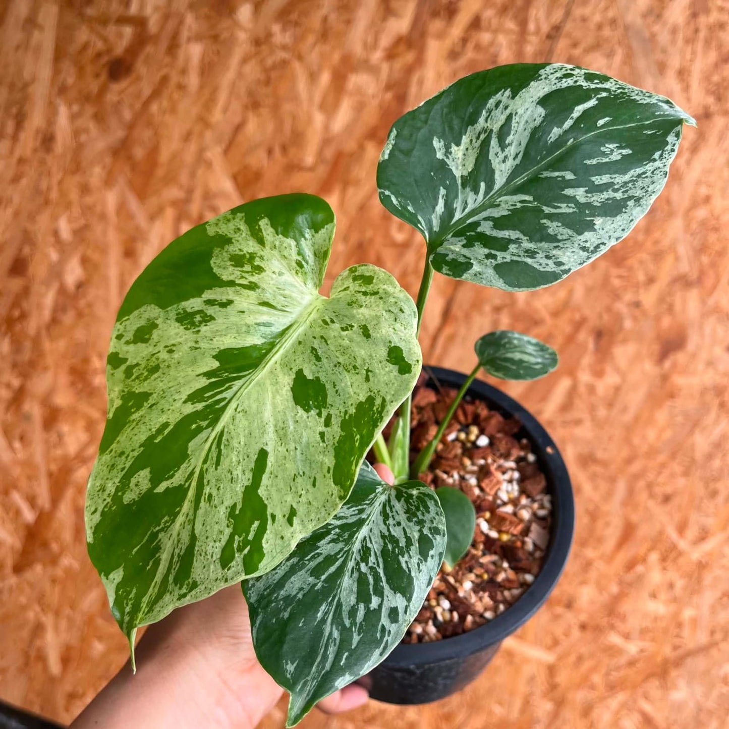 Monstera Bulbasaur D - Pre Order
