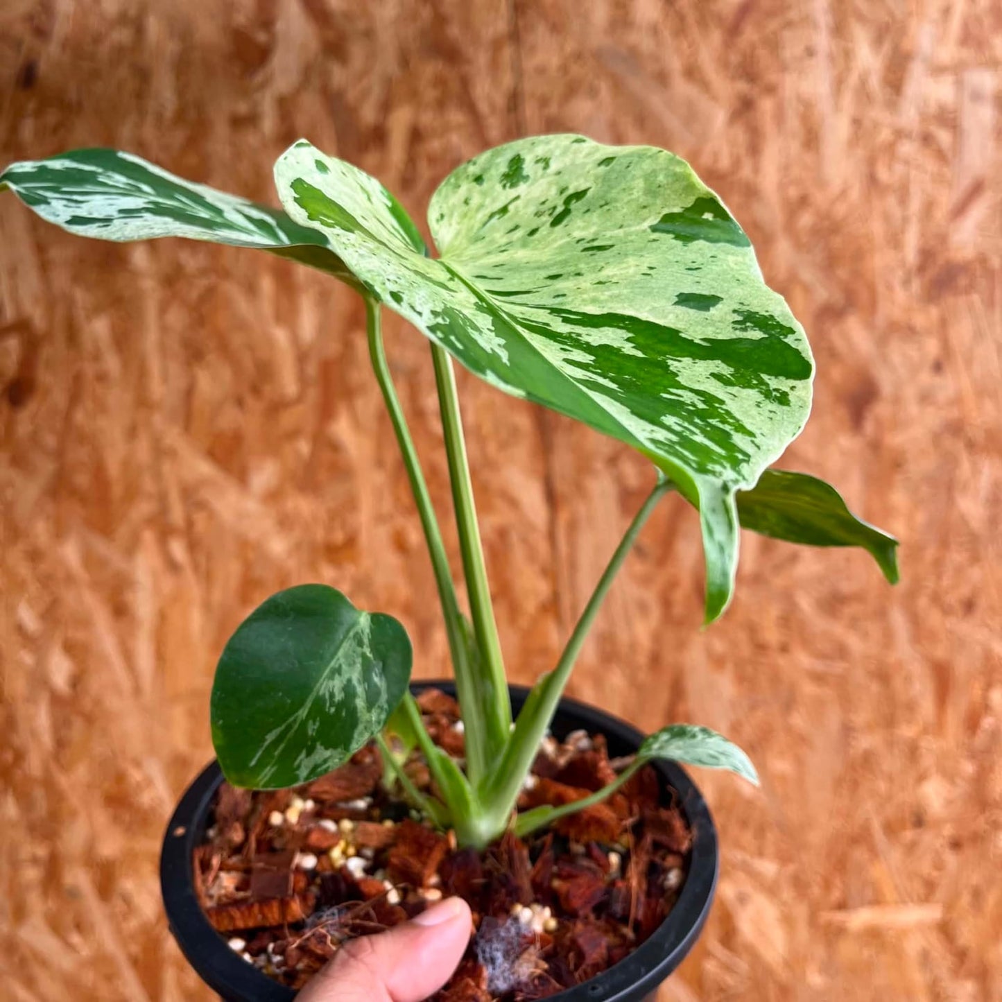 Monstera Bulbasaur F - Pre Order