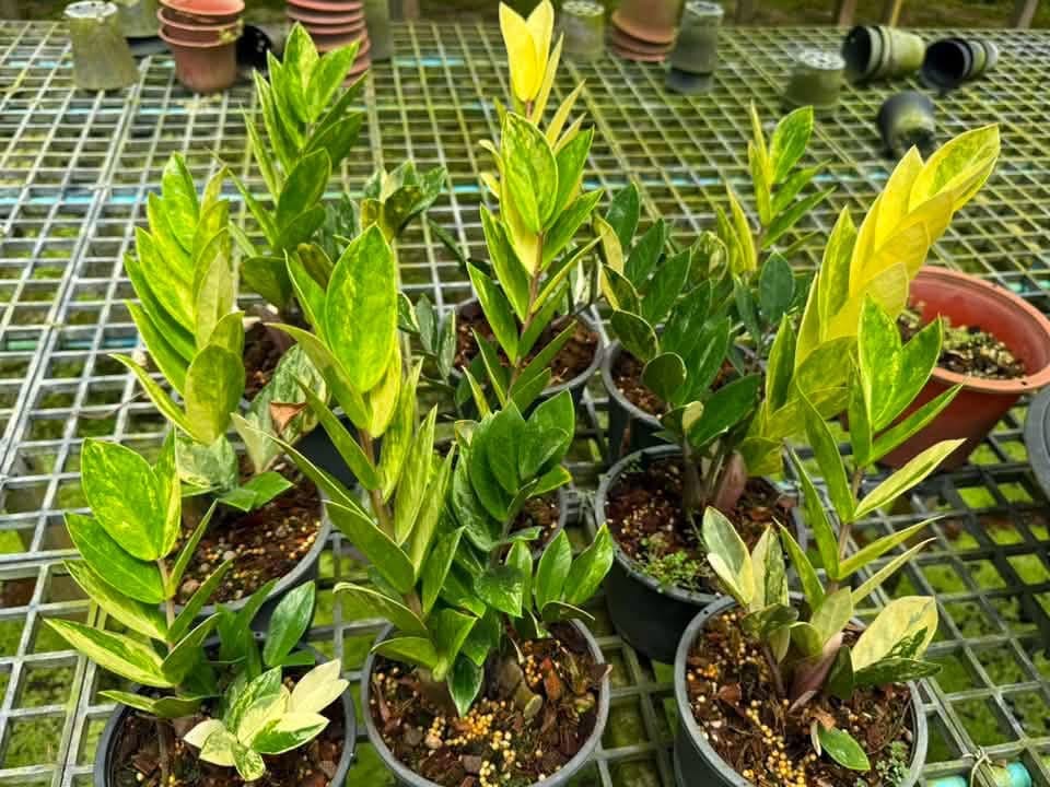 Zamioculcas Zamiifolia (Zz) Variegated