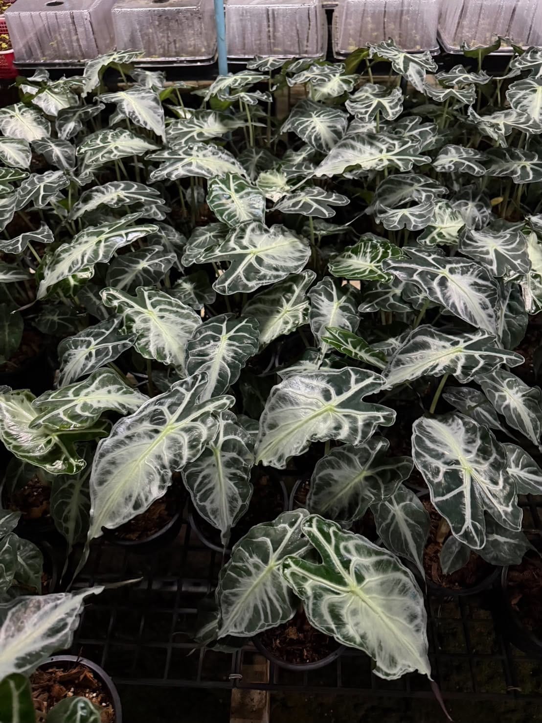Alocasia Venom - Pre Order