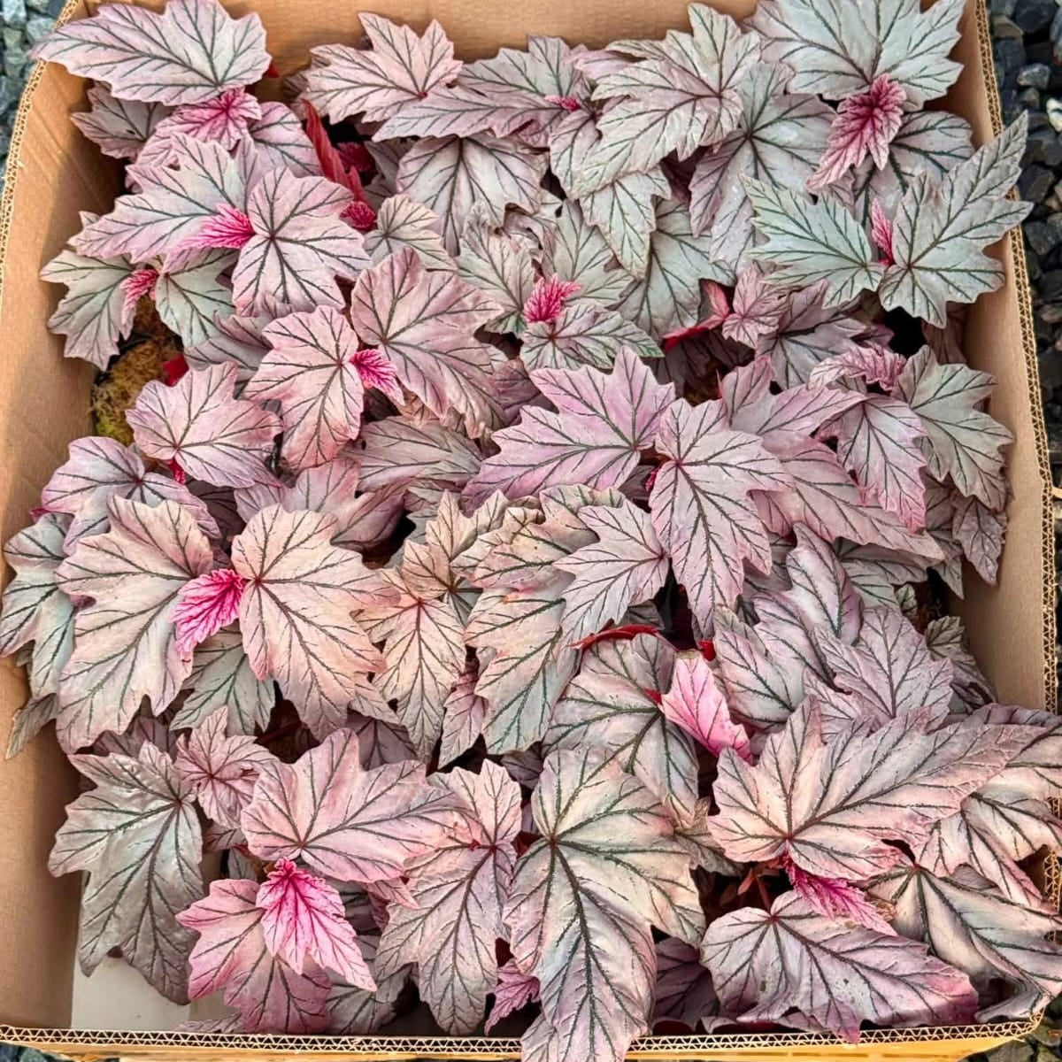 Begonia Lamoon - Pre Order
