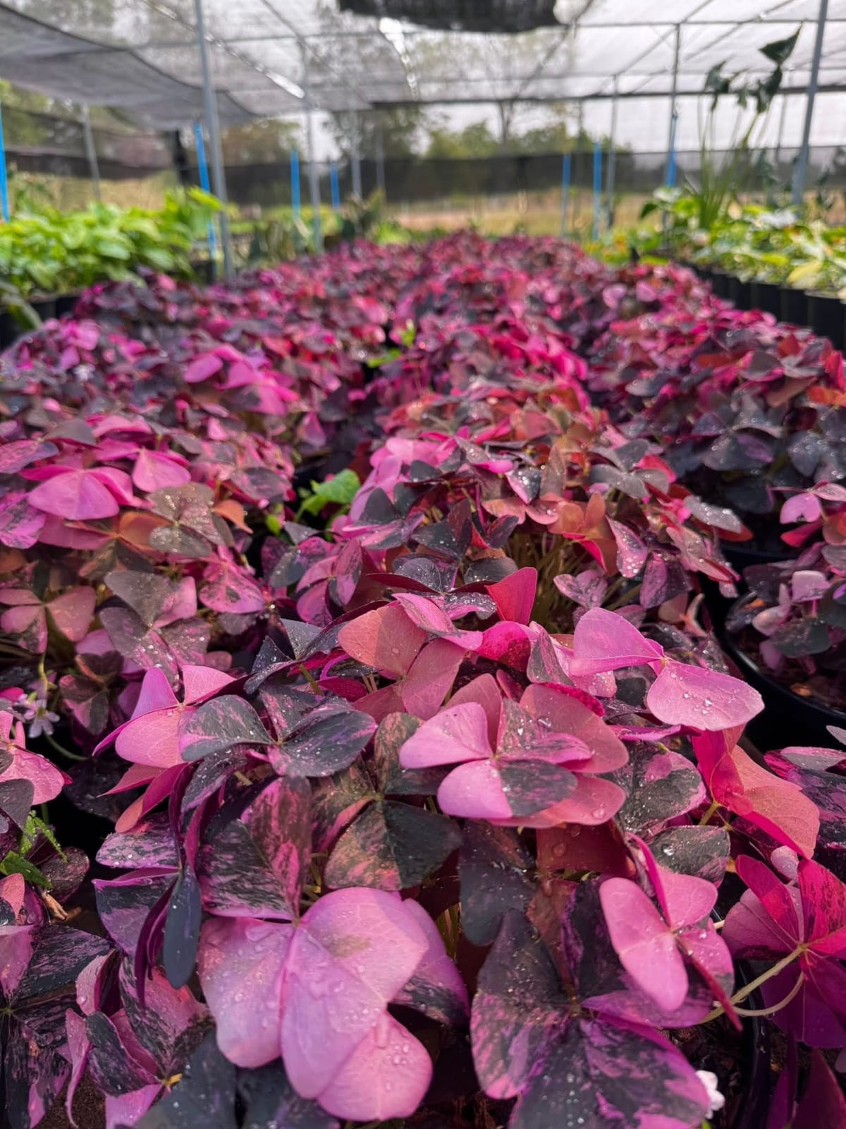 Oxalis - Pre Order