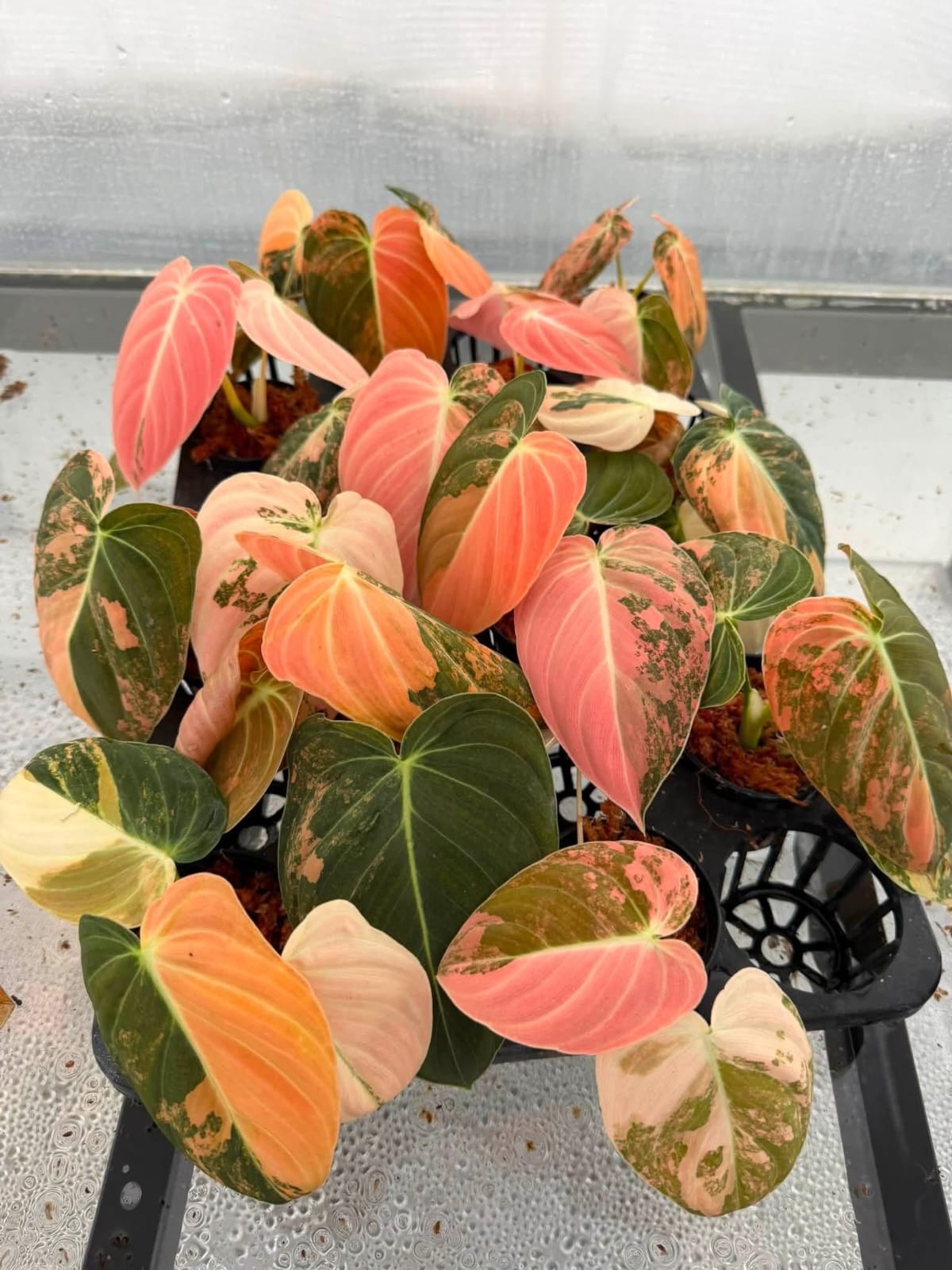 Philodendron Melanochrysum Orange Var - Pre Order