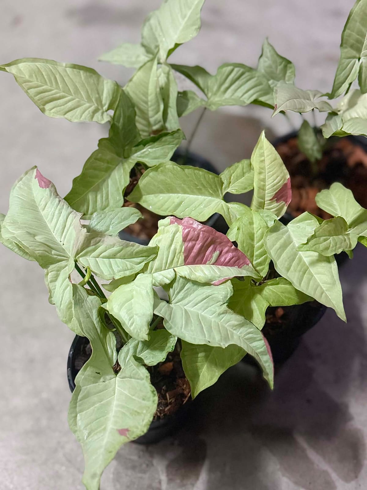 Syngonium Pink Glow - Pre Order