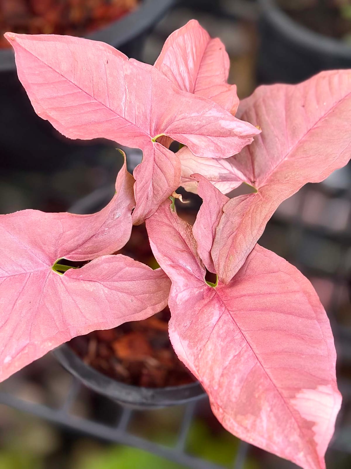 Syngonium Double Red - Pre Order