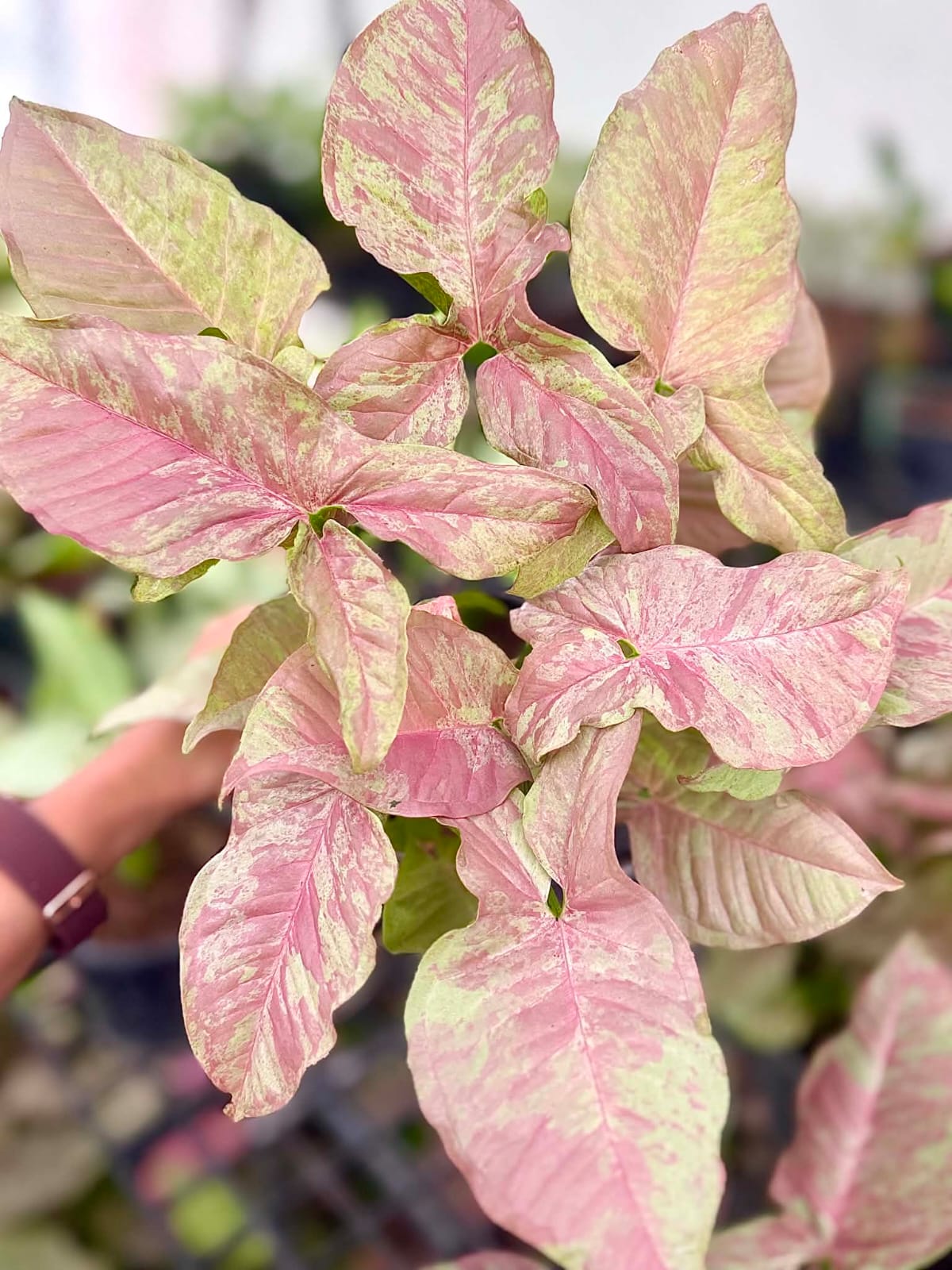 Syngonium Nebula - Pre Order
