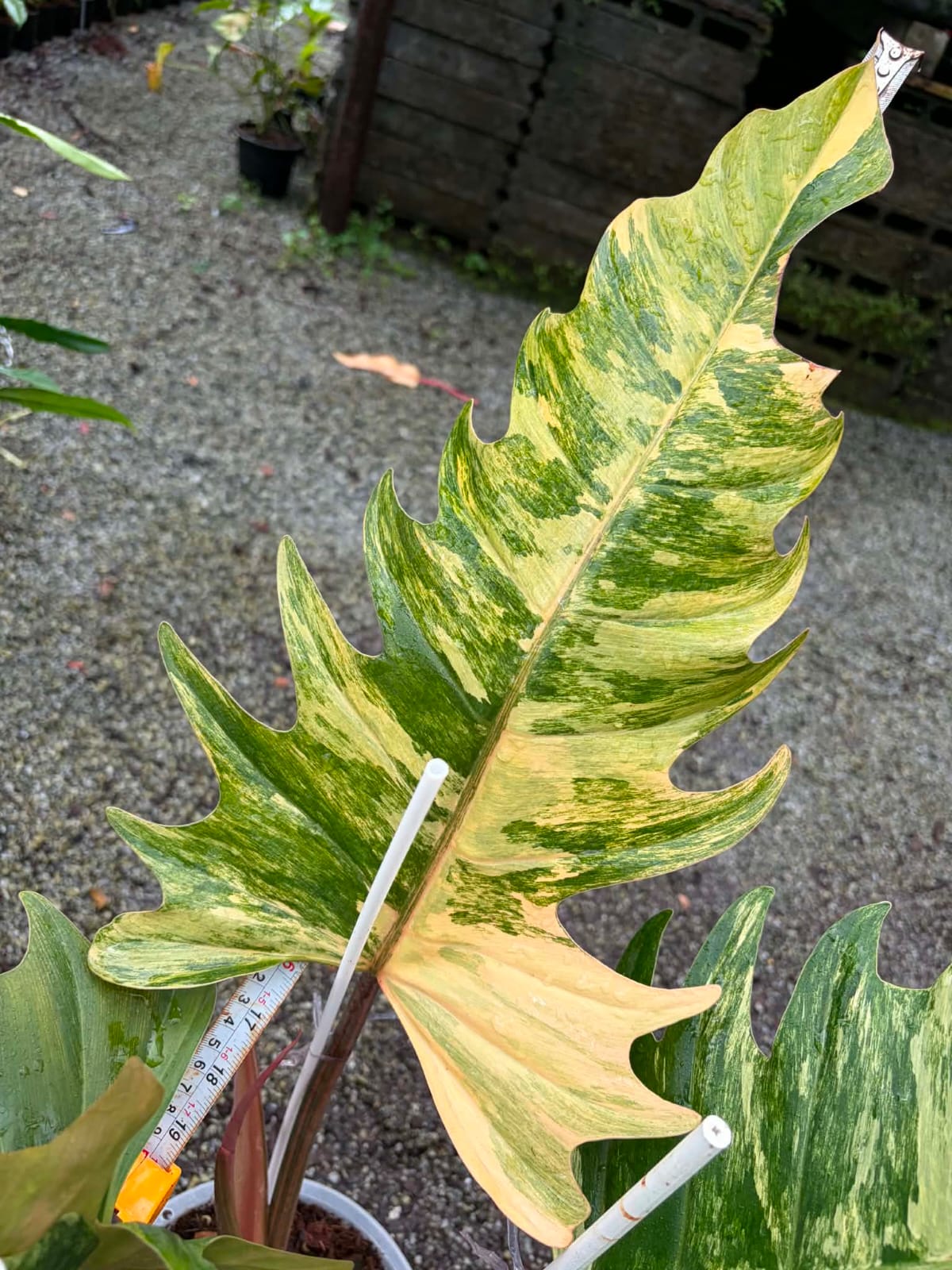 Philodendron Caramel Marble A- Pre Order