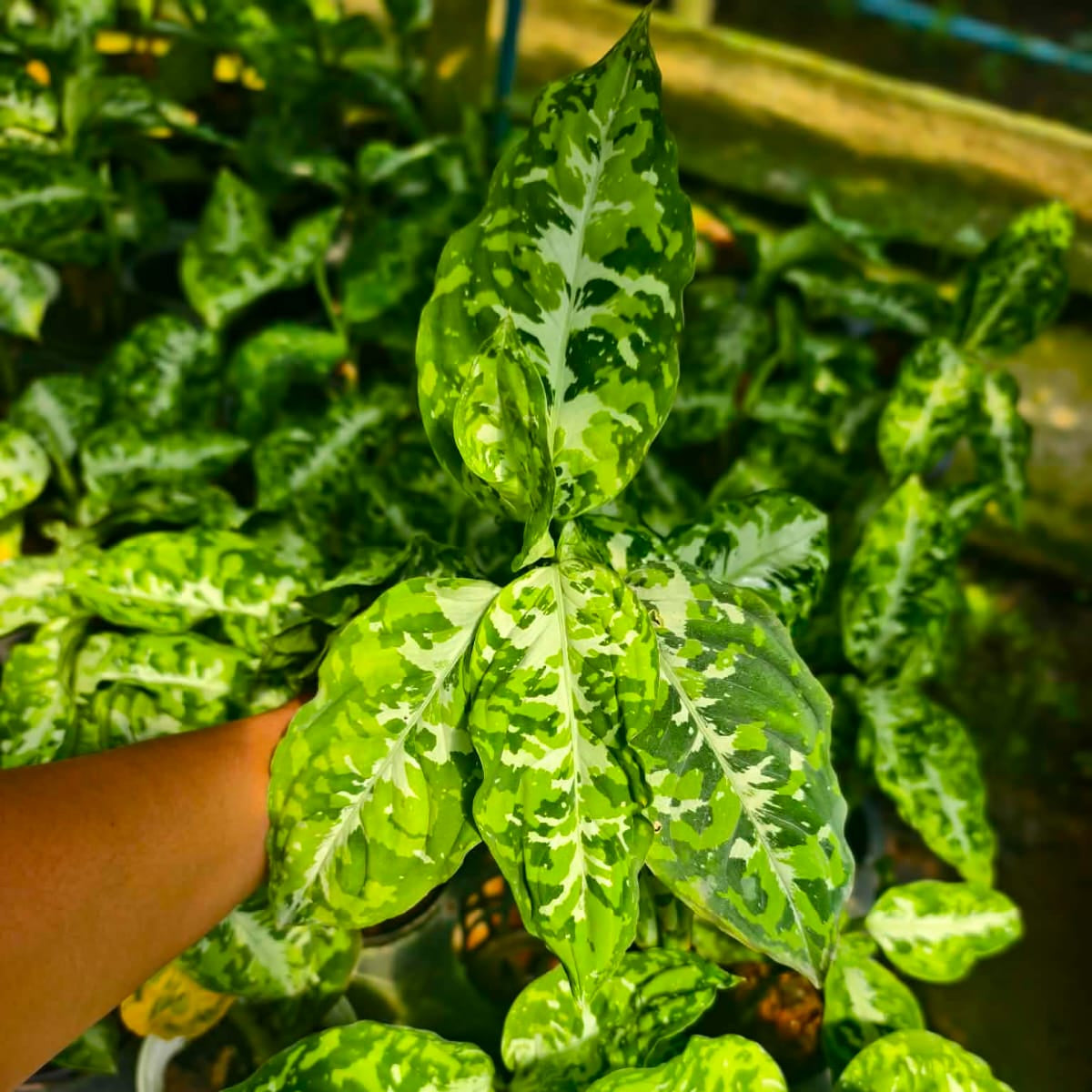 Aglaonema Pictum Tricolor - Pre Order