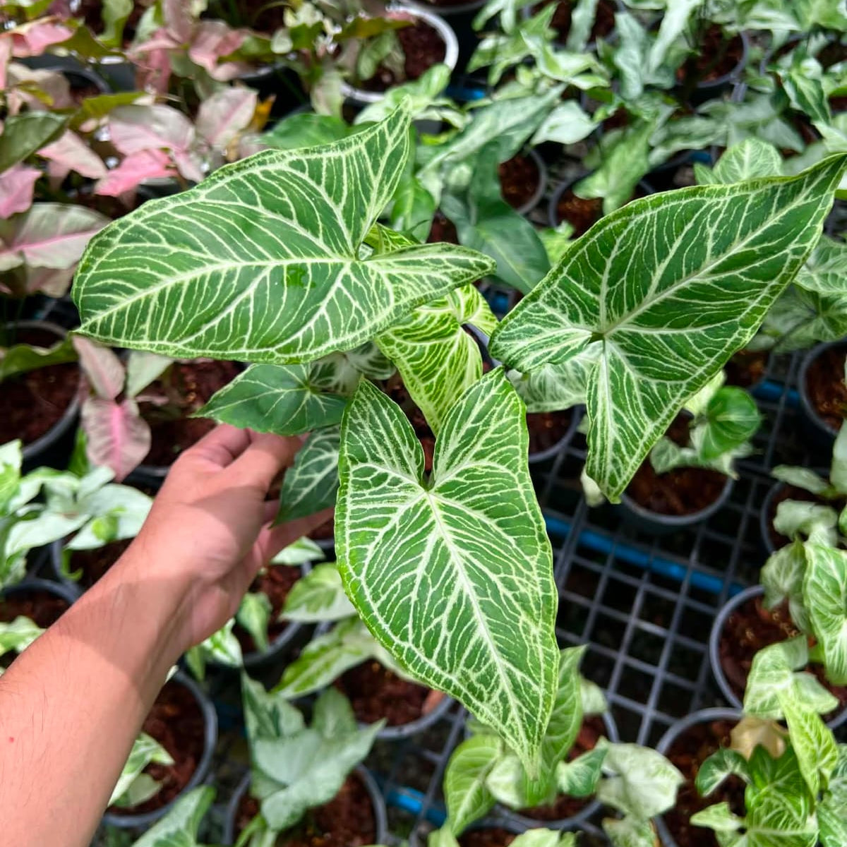 Syngonium Batik - Pre Order