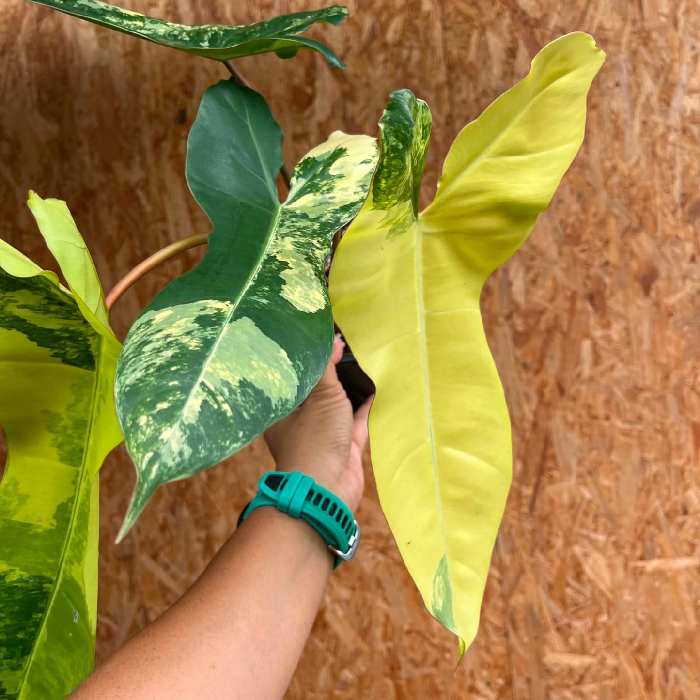 Philodendron (Florida Beauty) x (Billietiae) A - Pre Order