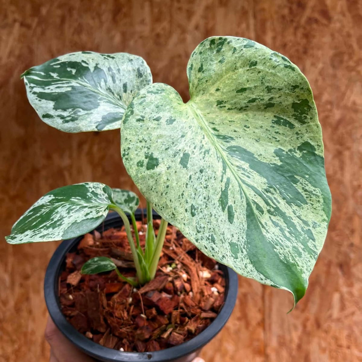 Monstera Bulbasaur G - Pre Order